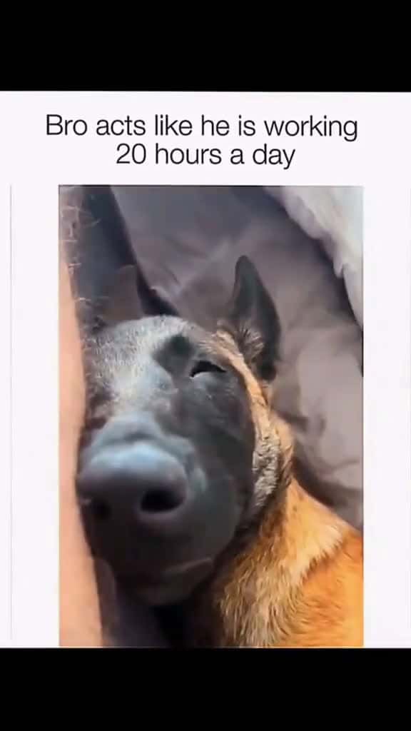 Cover for Funny and cute dogs compilation funnydog funnypet cutedog dogsoftiktok doglover dog 27510 #shortvideosscoopz