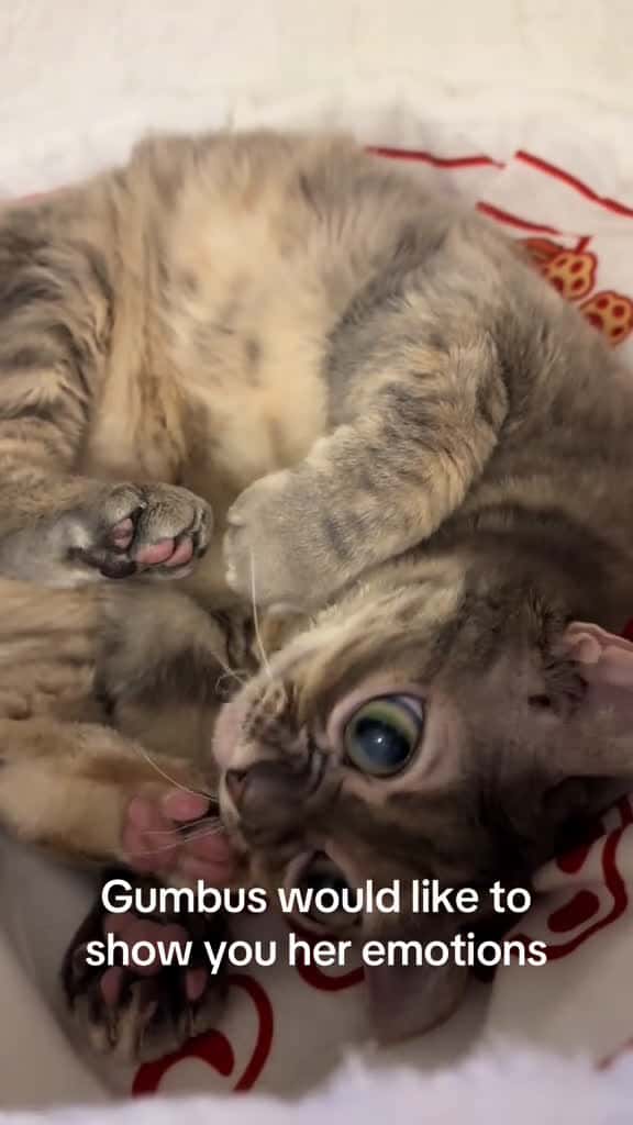 Cover for Very cool!  #fyp #foryoupage #Gumbus #rescuekitten #catsoftiktok #kittensoftiktok #rescuecat  created by Gumbus with Oyster Lovers’s Sweet Nothing - Piano Version