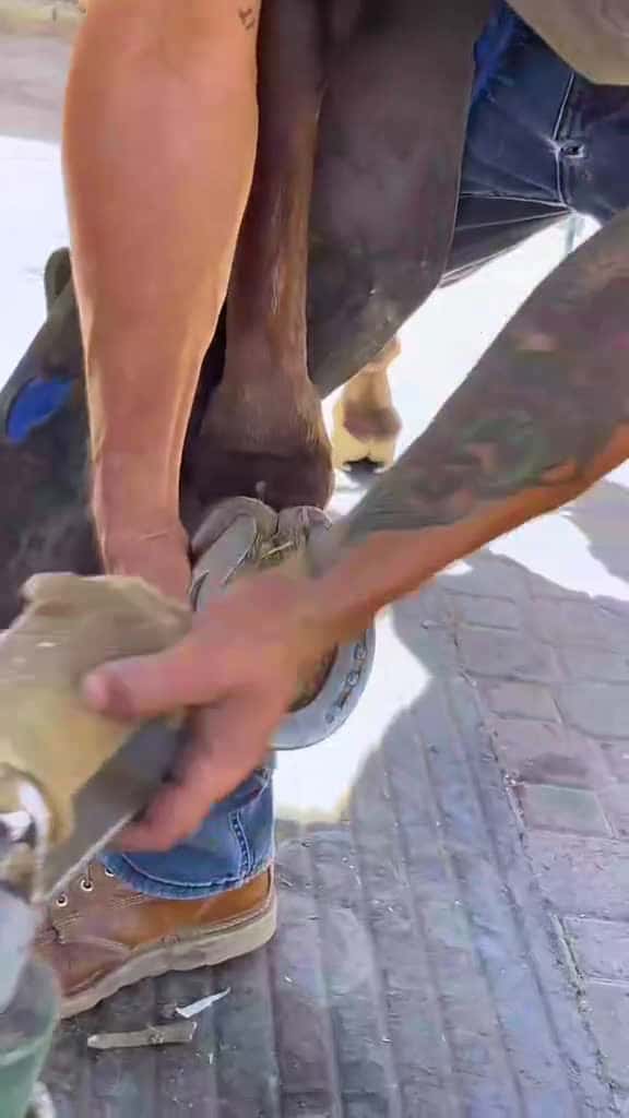 Cover for Tatcha horsesoftiktok viral care fyp ASMR horses horse farrierlife farrier farriersoftikto 32951 #american