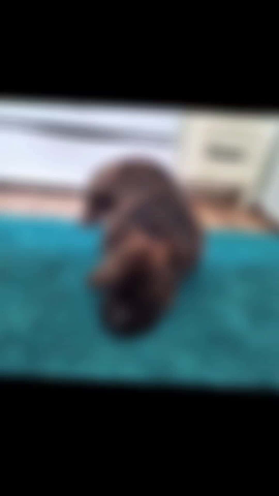 Cover for #dog #dogsoftiktok #viral #love #fyp