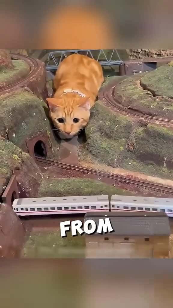 Cover for This cat saved a hotel from going bankrupt😲