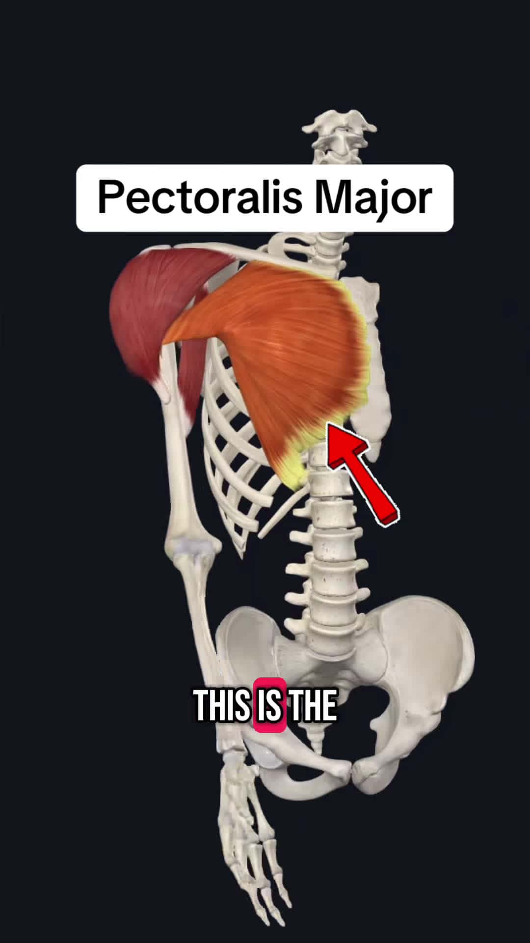 Cover for Follow for more!! #medical #medicalstudent #anatomyclass #anatomyandphysiology #anatomylesson #physicaltherapy #physicaltherapist #medicine #exercises #fyp #trending #medicaltiktok #healthcare #studyhacks #muscle