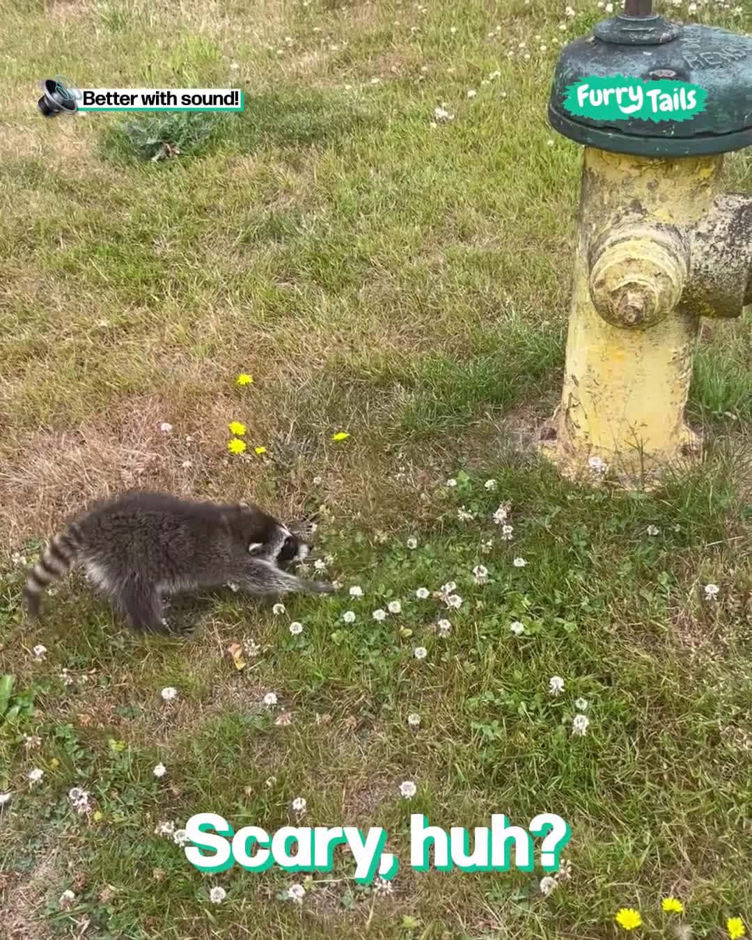Cover for Baby Raccoon Attempts To Intimidate A Fire Hydrant 🦝