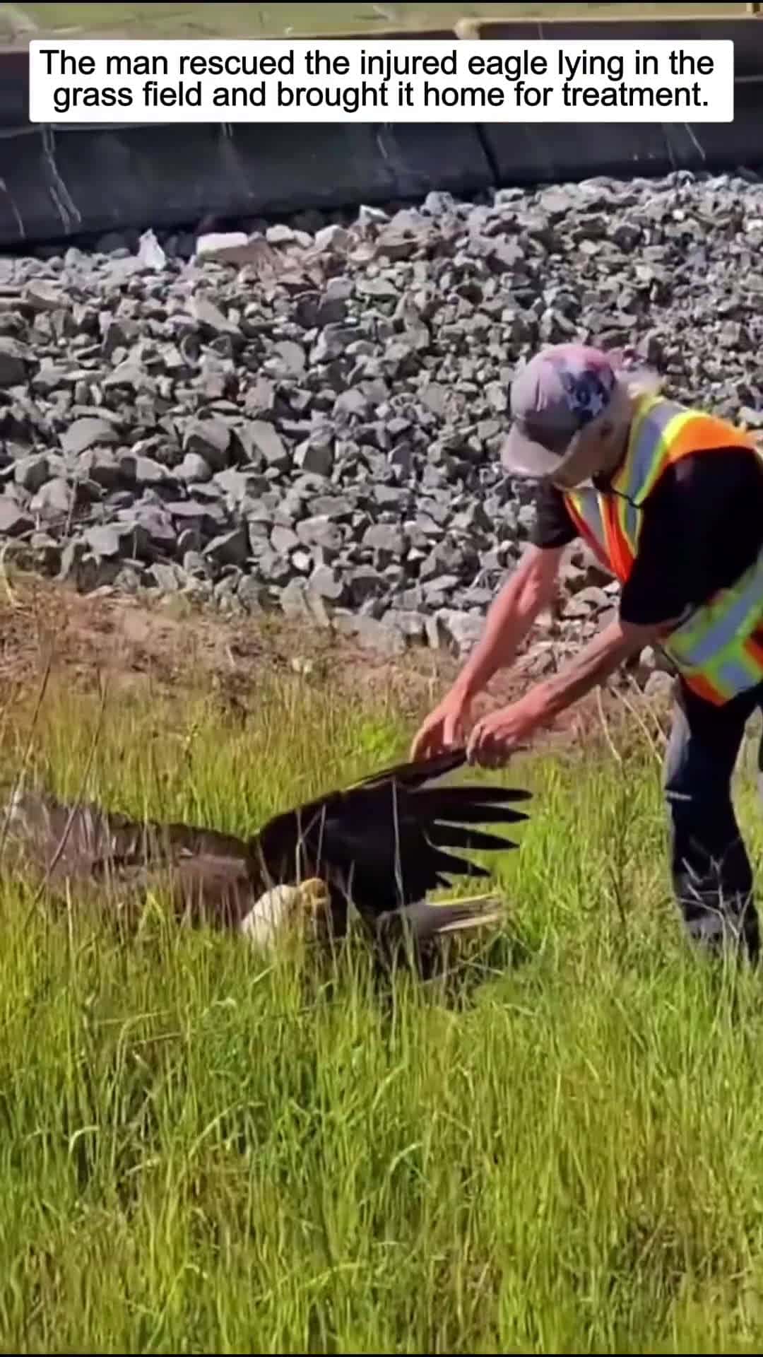 Cover for The man rescued the injured eagle lying in the grass field and then eagle babyeagle short