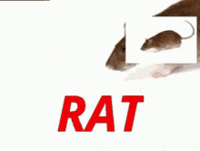 comment picture