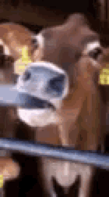 comment picture