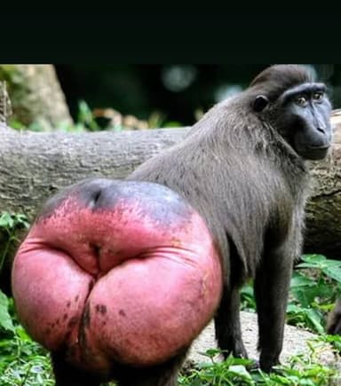 comment picture