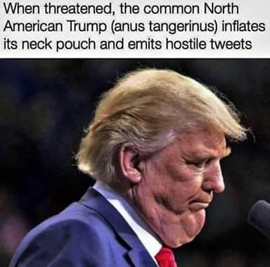 comment picture