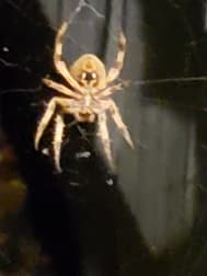 avator