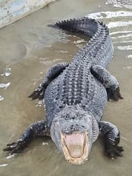 avator