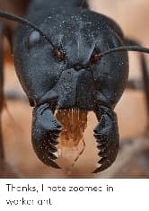 avator