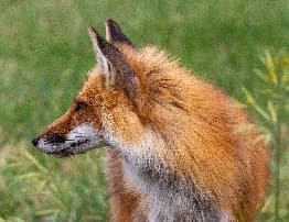avator