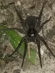 avator