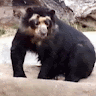 avator