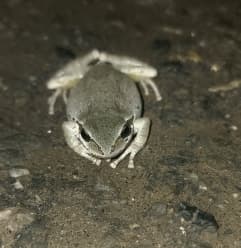 avator