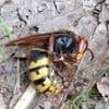 avator