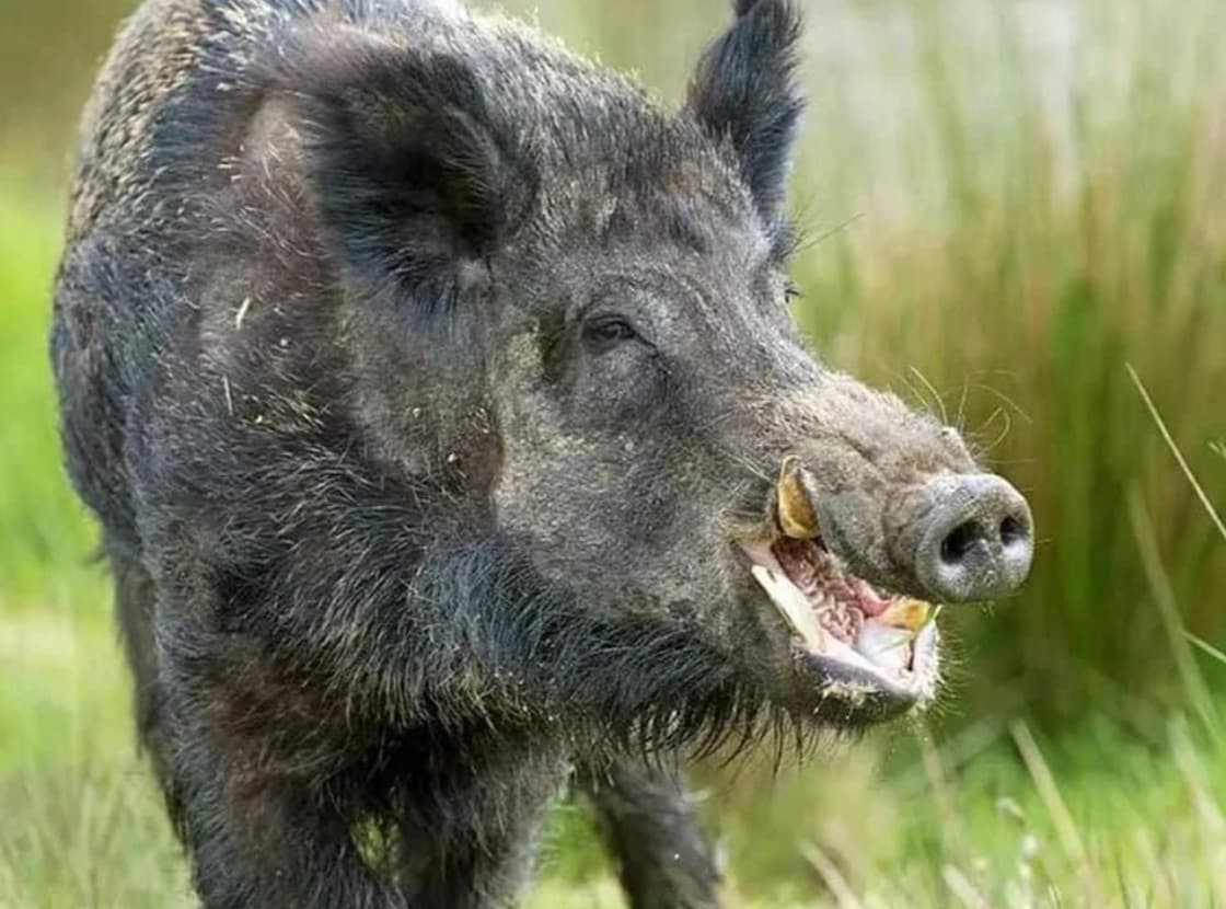 avator
