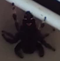 avator