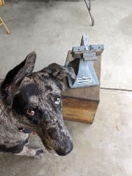 avator