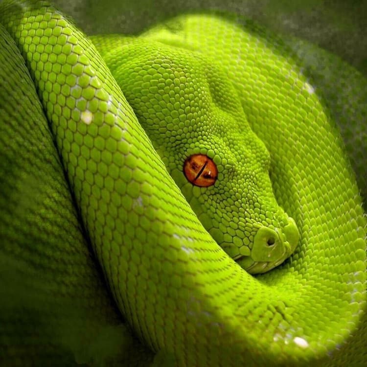 avator
