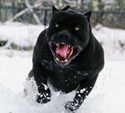 avator