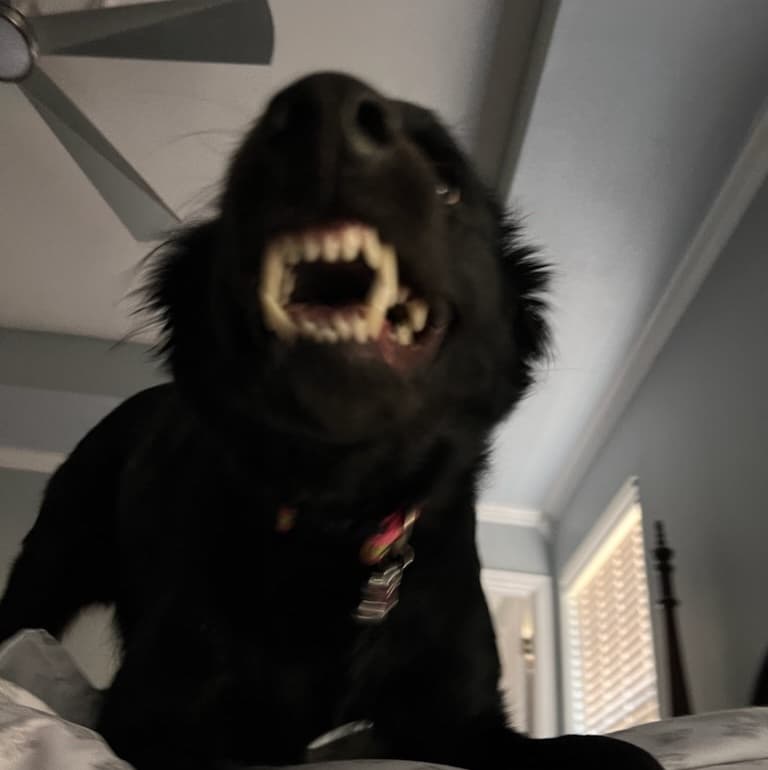 avator