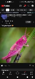 avator