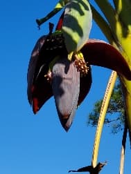 avator