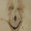 avator