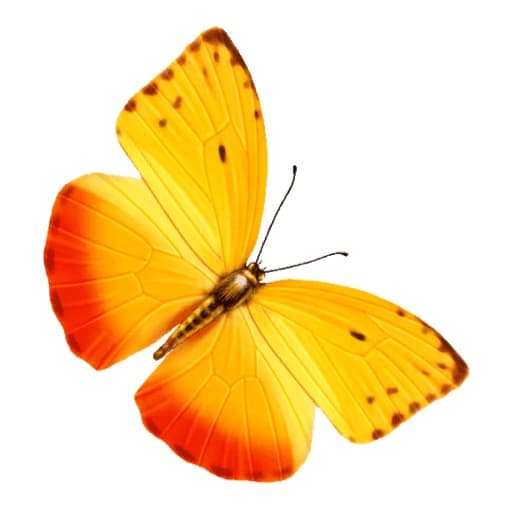 avator