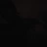 avator
