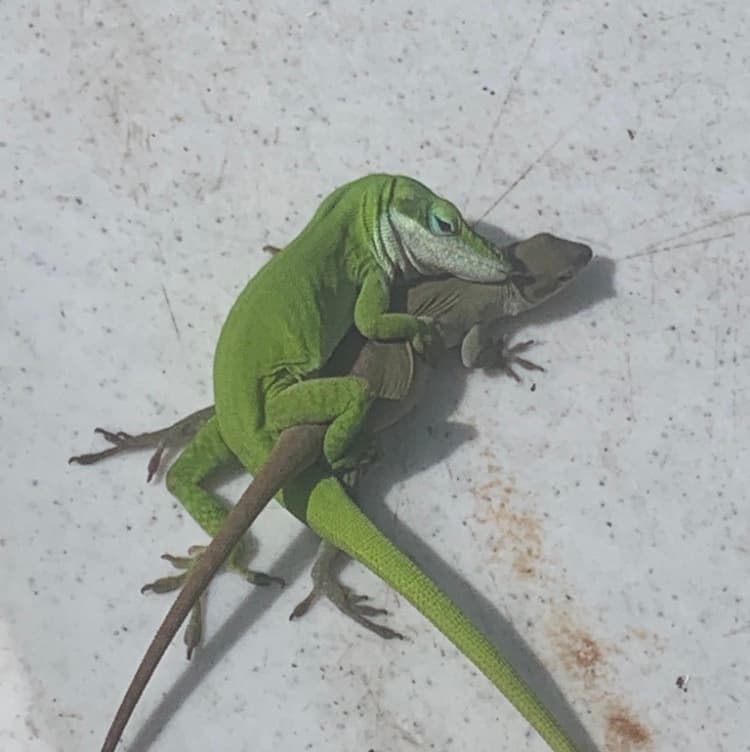 avator