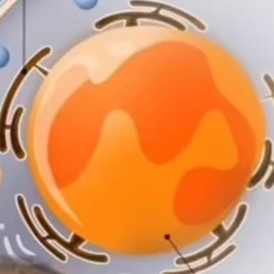 avator