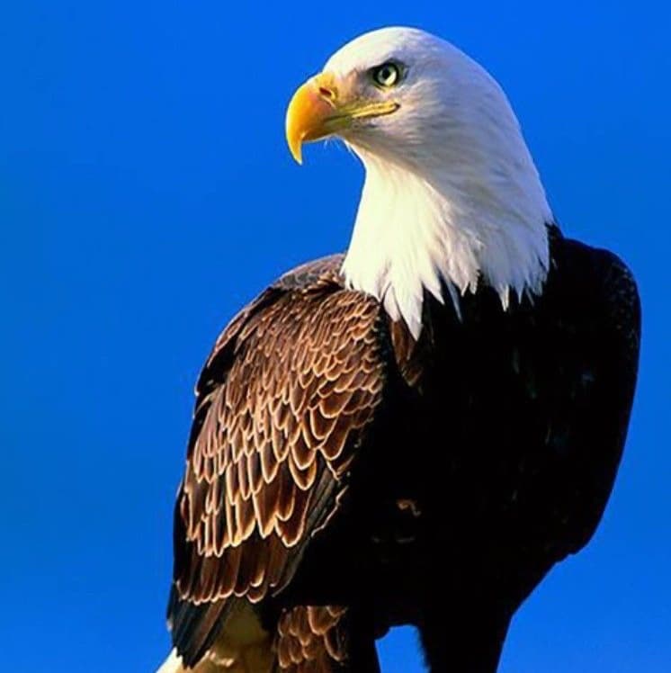 America🇺🇸