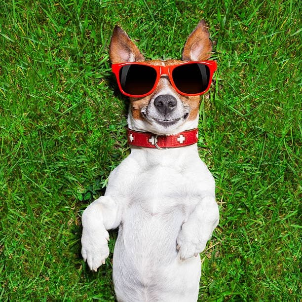 Avatar for OH My Funny Dog