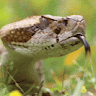 avator