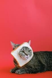 Avatar for DeasFunnyAnimalVids