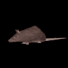 avator