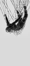 avator