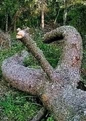 avator
