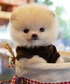 Avatar for funny cute animals