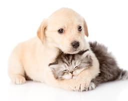 Avatar for funny dogs and cats