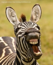 Avatar for Humor Hub