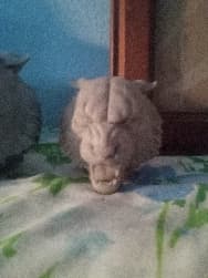 Avatar for jims 3d printing 