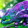 avator
