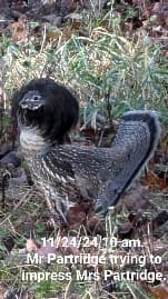 avator