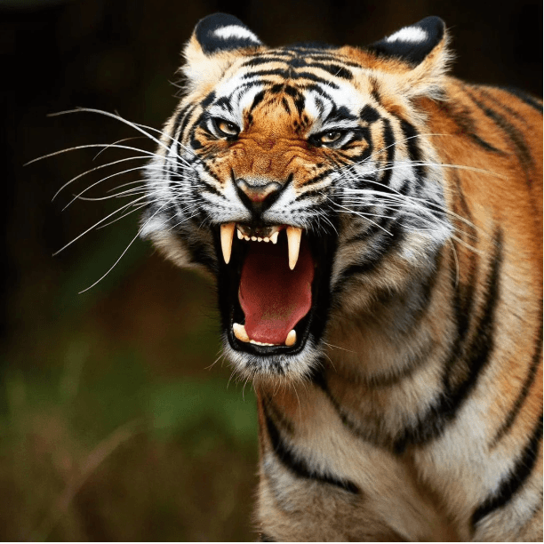 Avatar for The Tiger