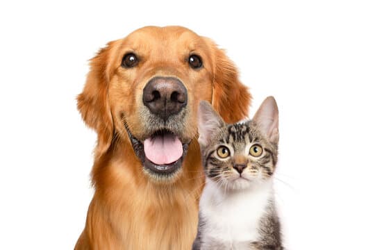 Avatar for Funny Pets