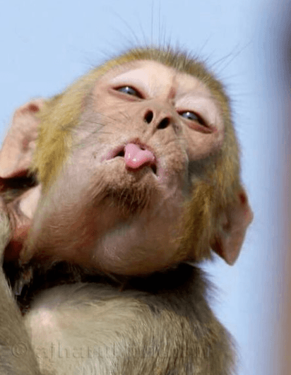 Avatar for Funny Monkey