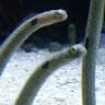 avator